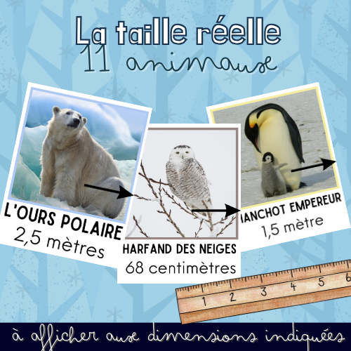 Affichage - La taille réelle des animaux