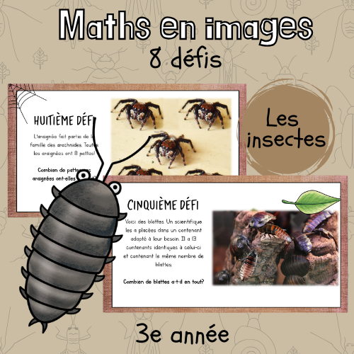 Maths par l'image - Les insectes (3e)
