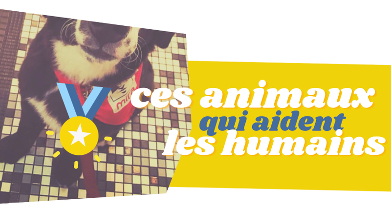 RÉCIT - Ces animaux qui aident les humains